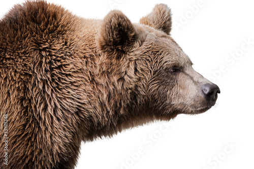 Bär | Braunbär | Grizzly | Freisteller photo