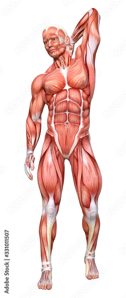 3D Rendering Male Anatomy Figure on White 3D Rendering Male Anatomy Figure on White