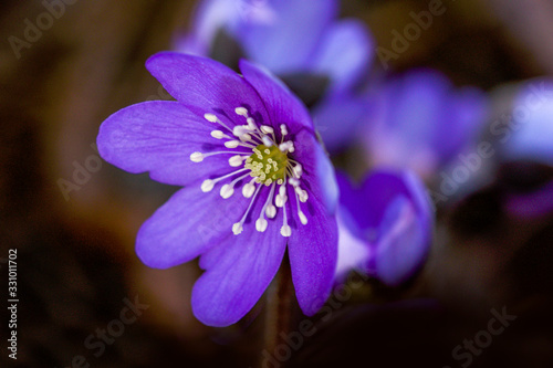 closeup of blue  flower head, hepatica nobilis 