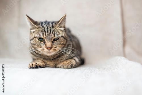 Sad gray cat photographed in a studio. © shymar27