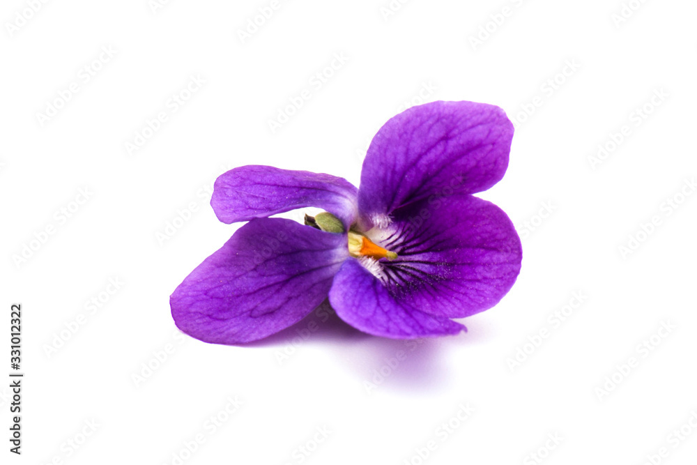 Viola Odorata flowers isolated on white background in close- up.  Place for text. Top view with copy space