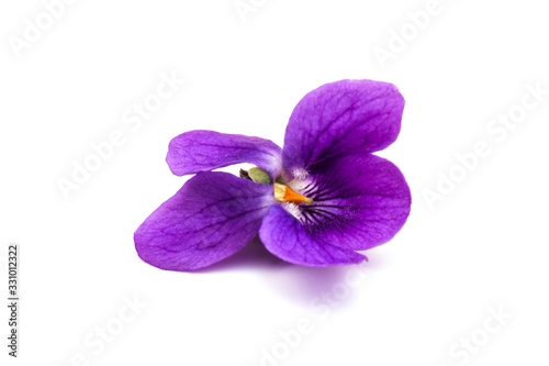 Viola Odorata flowers isolated on white background in close- up.  Place for text. Top view with copy space