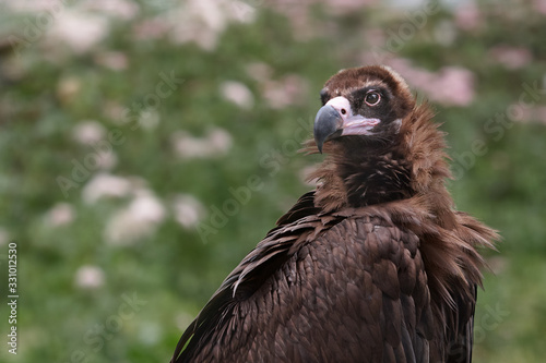 Close up portrait of brown eagle