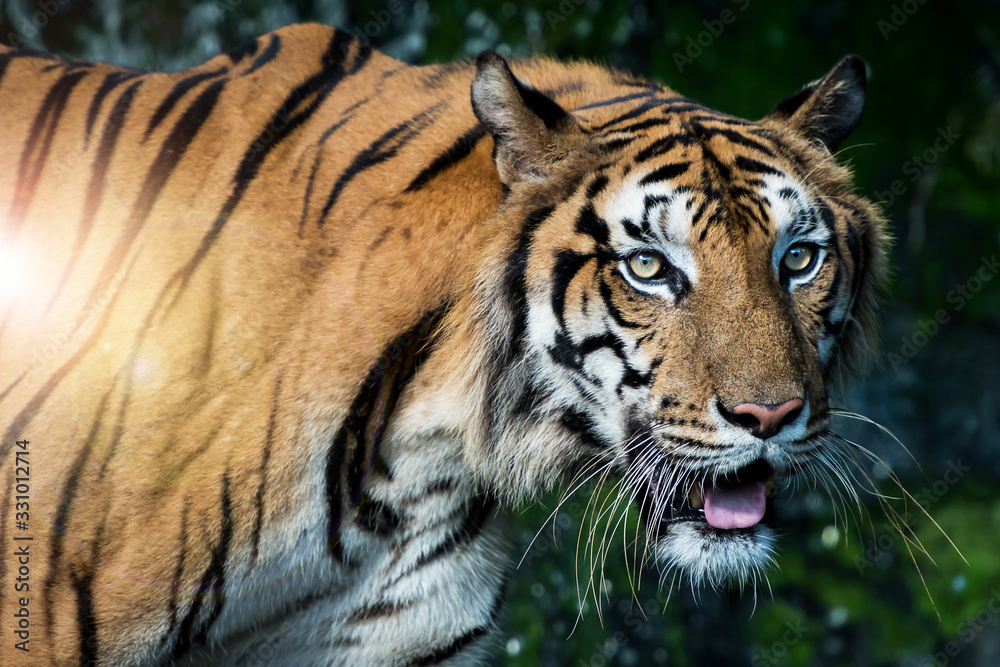 Fototapeta premium Zdjęcia tygrysa naturalnie.