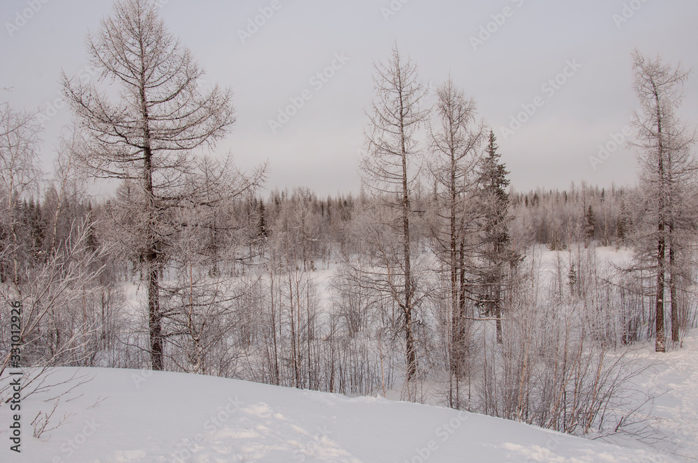 Winter evening cold landscape with snow, forest and a lot of trees. Frosty weather