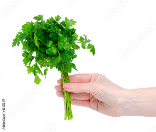 Bunch of parsley in hand on white background isolation