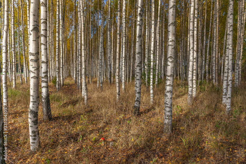 Birch trees with fresh green leaves in autumn. Sweden, selective focus Birch trees with fresh green leaves in autumn. Sweden, selective focus
