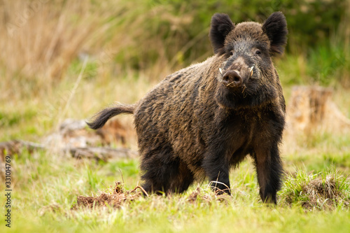 Threatening wild boar male on a glade in mountains in spring time. Alert wild animal with long teeth and brown fur standing proudly in nature from front view with copy space.