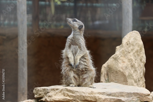 meerkat on guard