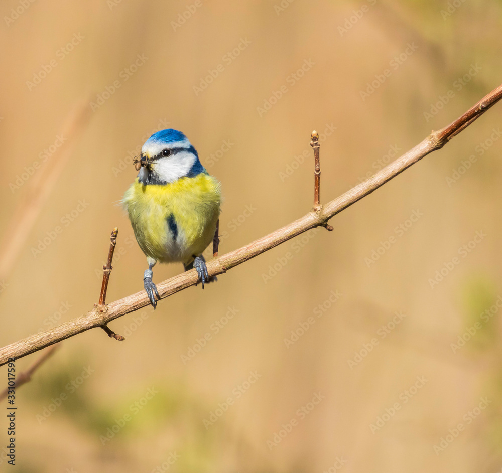 Fototapeta premium blue tit on branch