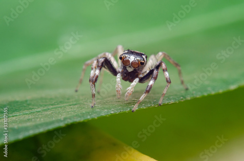 micro shot of a jumping spider on a green leave looking at the camera