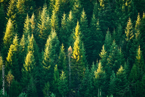 Beautiful evergreen forest with fir trees. Nature background, landscape photography