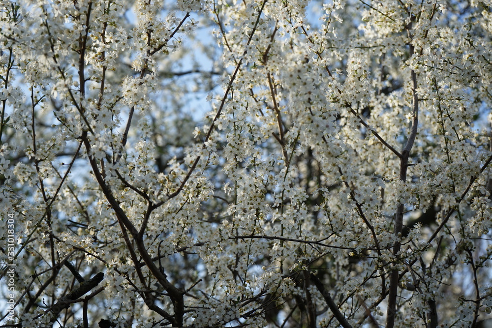 Weiße, sonnige Blütenlandschaft im Frühling Weiße, sonnige Blütenlandschaft im Frühling