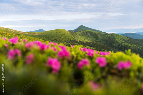 Rhododendron flowers covered mountains meadow in summer time. Purple sunrise light glowing on a foreground. Landscape photography