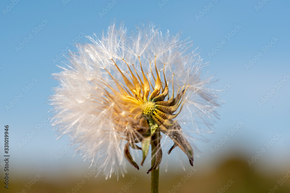 Pretty dandelion flower on a sunny spring morning in the field. This plant with many health benefits besides beautiful and striking