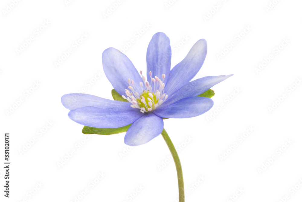 Hepatica nobilis