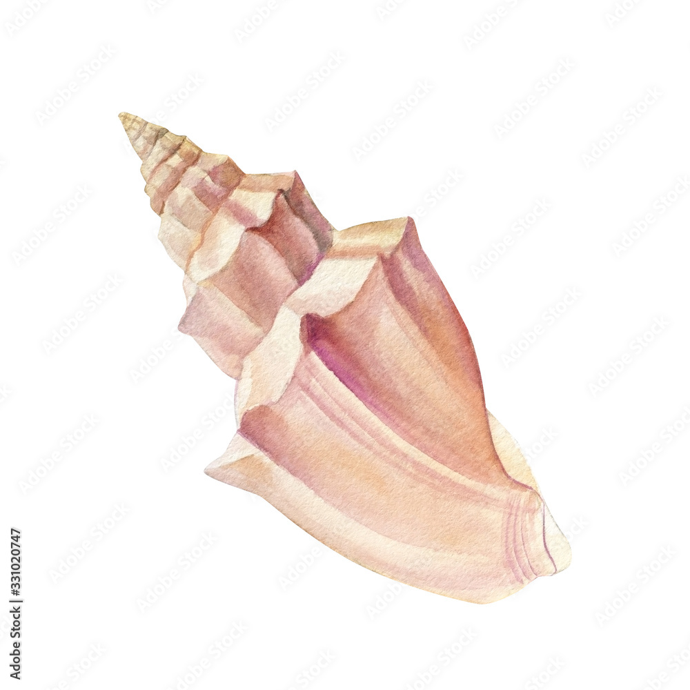 Watercolor seashell, isolated on white background. Hand drawn illustrations Watercolor seashell, isolated on white background. Hand drawn illustrations