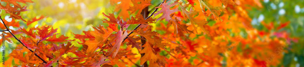 Fototapeta premium Orange leaves in autumn
