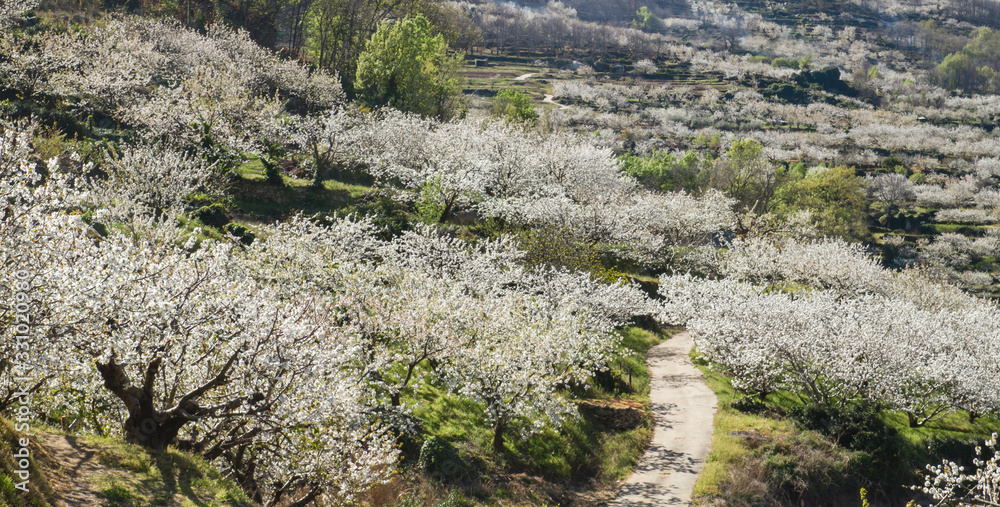 Springtime landscape in Jerte Valley
