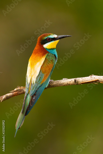 Alert european bee-eater, merops apiaster, sitting on twig from back view in summer. Vertical composition of colorful wild bird with yellow, orange and blue feathers perched in nature.