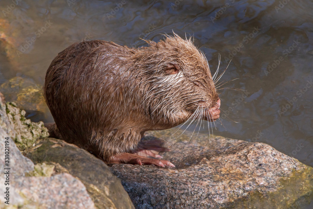 close up of young coypu sitting on stone close up of young coypu sitting on stone