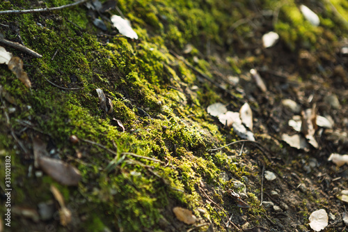 Detail of green plants and moss on a stone in the forest