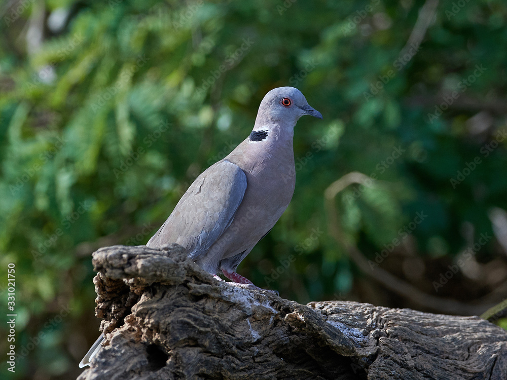 Red-eyed Dove (Streptopelia semitorquata) Red-eyed Dove (Streptopelia semitorquata)