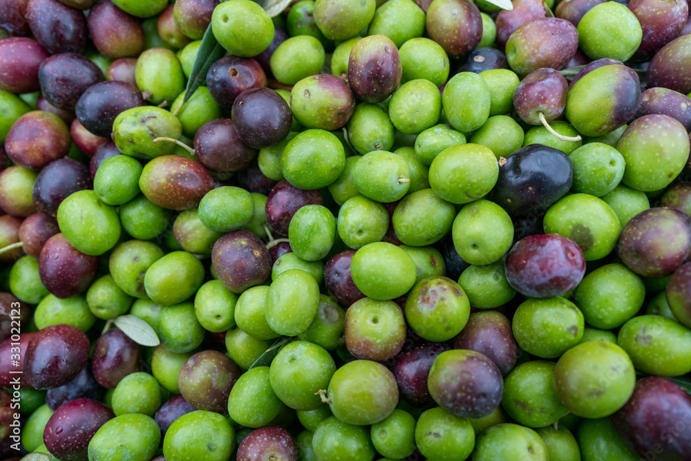 Fresh Olives Waiting To Be Pressed For Extra Virgin Olive Oil Fresh Olives Waiting To Be Pressed For Extra Virgin Olive Oil