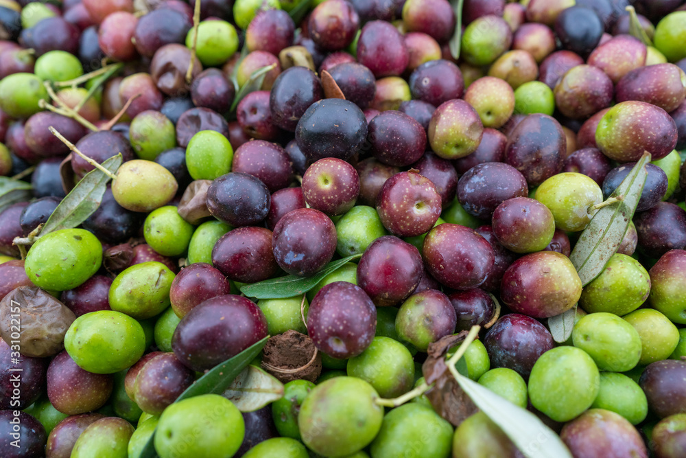 Fresh Olives Waiting To Be Pressed For Extra Virgin Olive Oil Fresh Olives Waiting To Be Pressed For Extra Virgin Olive Oil