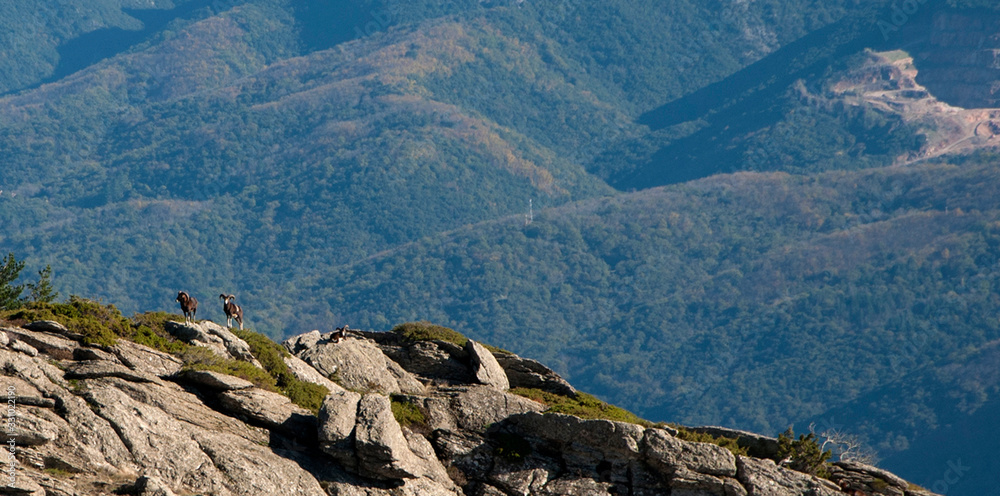 Obraz premium Mouflons au massif du Caroux