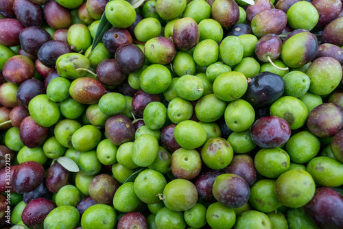 Fresh Olives Waiting To Be Pressed For Extra Virgin Olive Oil