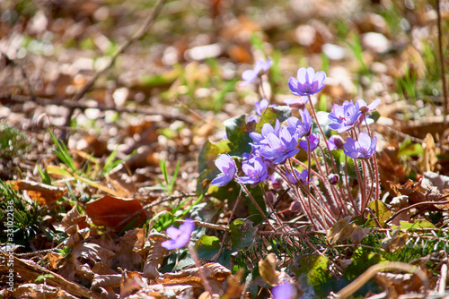 purple spring flowers in the forest