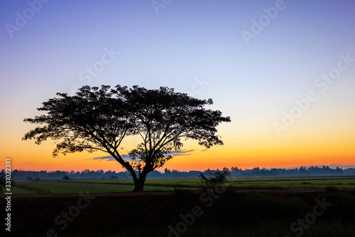 Lonely tree silhouette on open field at sunrise morning landscape