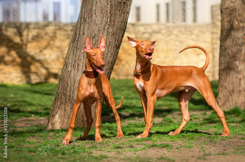 Bild auf Leinwand pharaoh hound dog fun walk through the city streets
