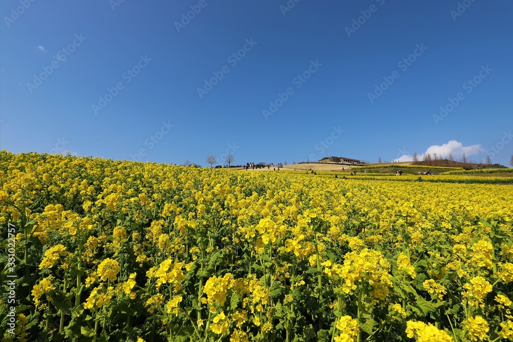 あわじ花さじき