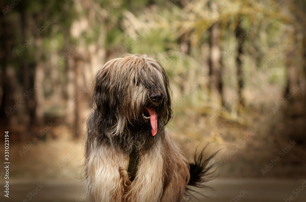 briard dog french shepherd funny walk in spring forest