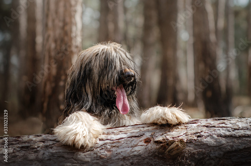 Obraz na plátně briard dog french shepherd funny walk in spring forest