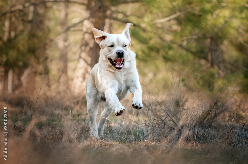 labrador retriever dog beautiful portrait funny walk in spring forest