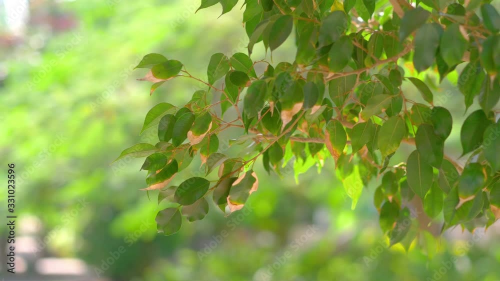 Green tree leaves in spring in 4k slow motion 60fps Green tree leaves in spring in 4k slow motion 60fps