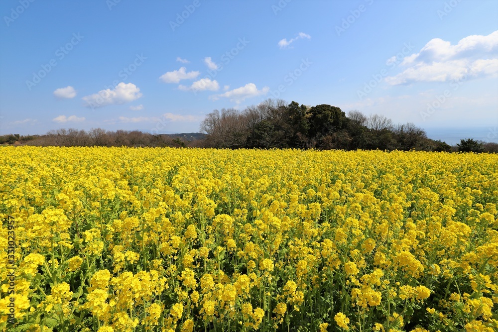 あわじ花さじき