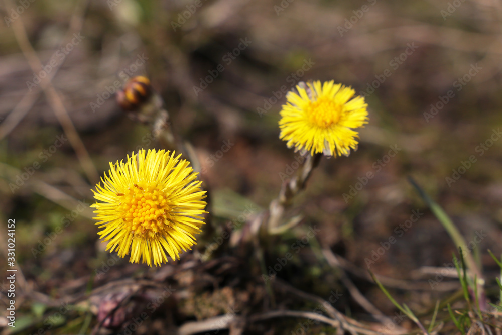 Coltsfoot flowers in a spring forest. Blooming Tussilago farfara, yellow flowers in sunny day Coltsfoot flowers in a spring forest. Blooming Tussilago farfara, yellow flowers in sunny day