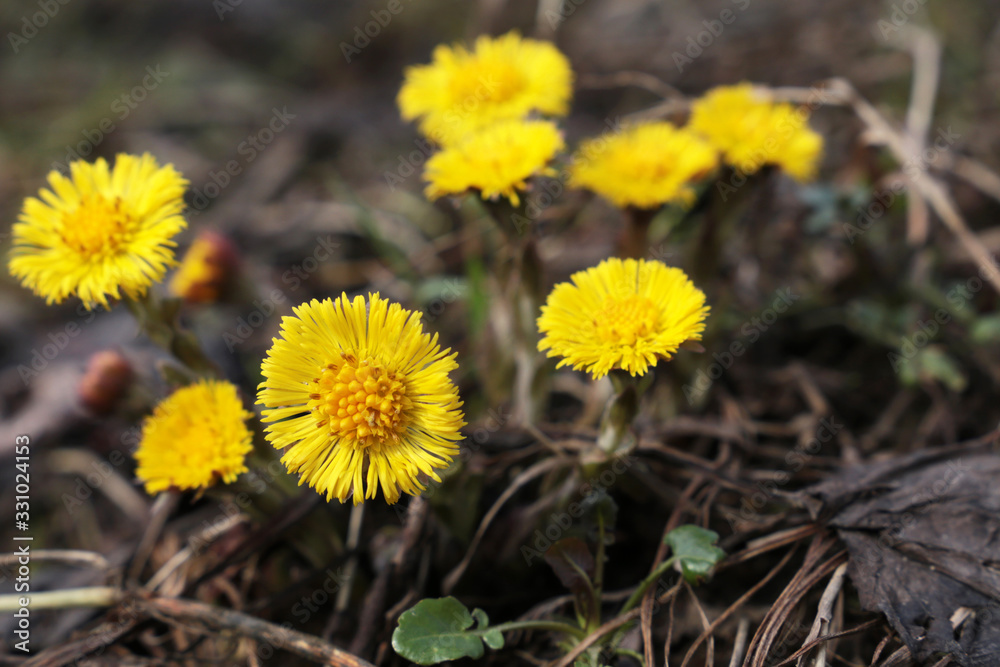 Coltsfoot flowers in a spring forest. Blooming Tussilago farfara, yellow flowers in sunny day Coltsfoot flowers in a spring forest. Blooming Tussilago farfara, yellow flowers in sunny day