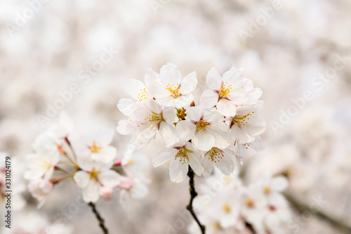 Close up of a branch with white cherry tree flowers in full bloom with blurred background in a garden in a sunny spring day, beautiful Japanese cherry blossoms floral background, sakura © Cristina Ionescu