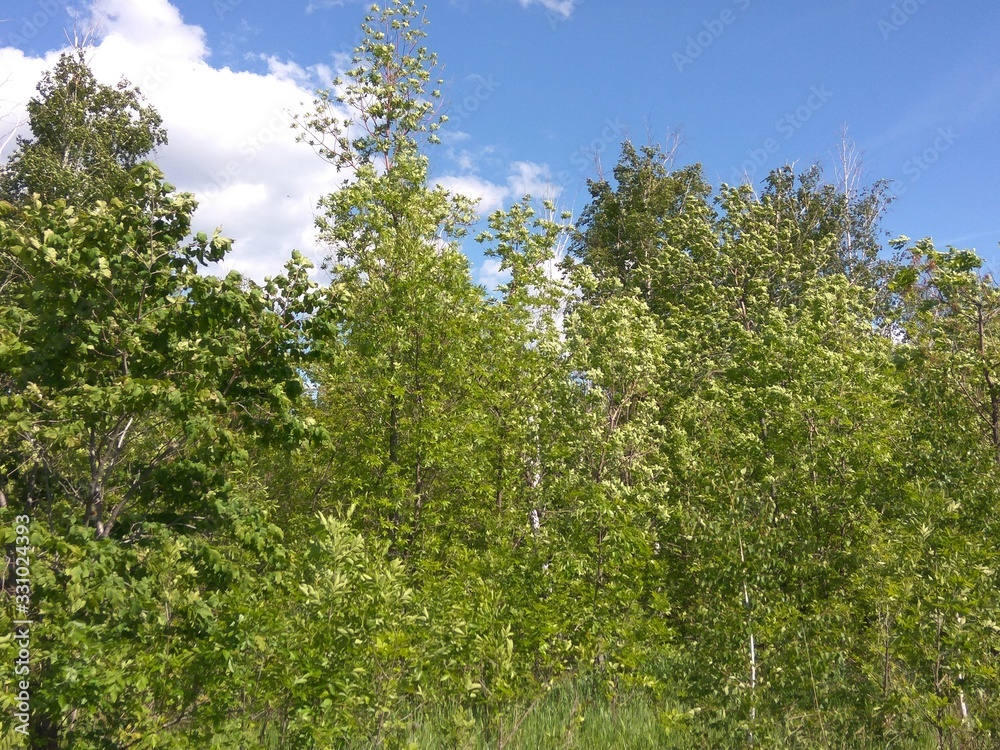 trees and blue sky