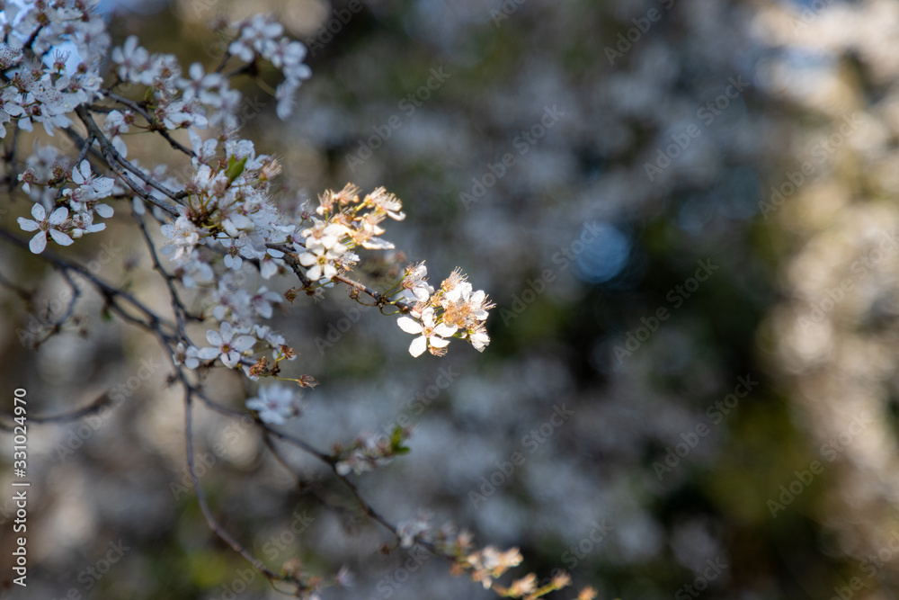 flowers in spring