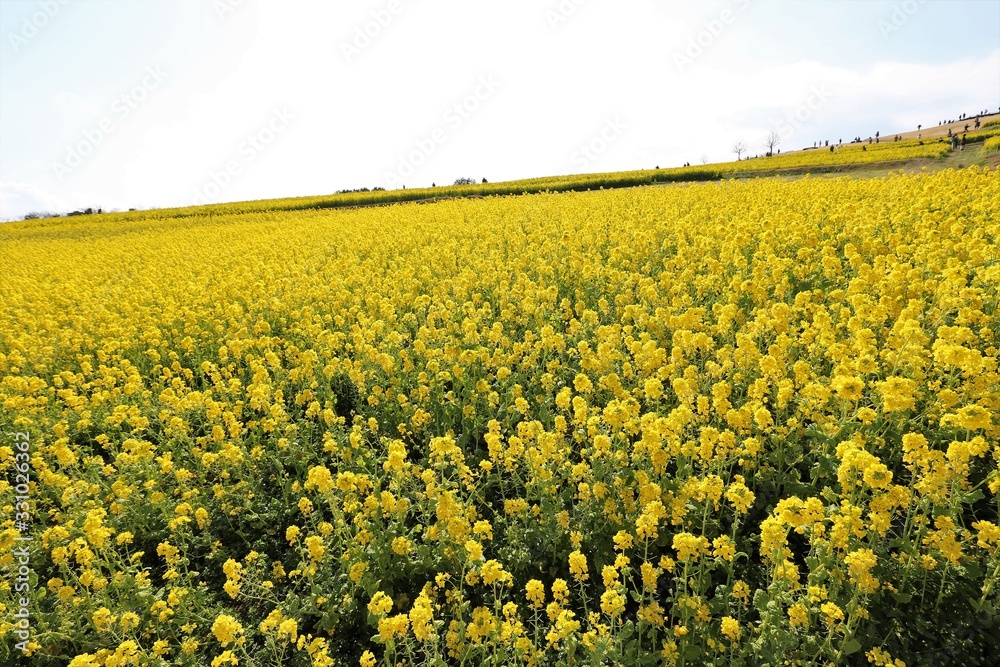 Obraz premium あわじ花さじき