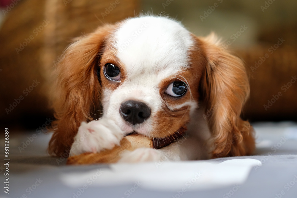 A cute young cavalier king charles spaniel playing with some wooden stick on the floor.