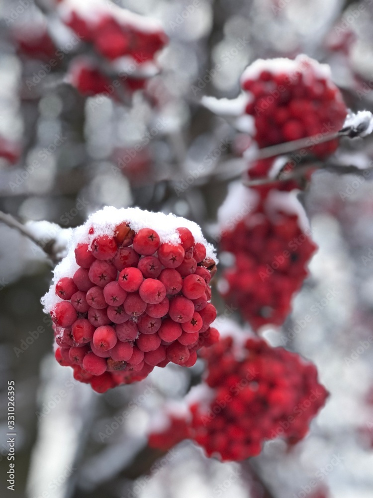 Close up view of mountain ash tree with snow covering the berries in the winter time Close up view of mountain ash tree with snow covering the berries in the winter time