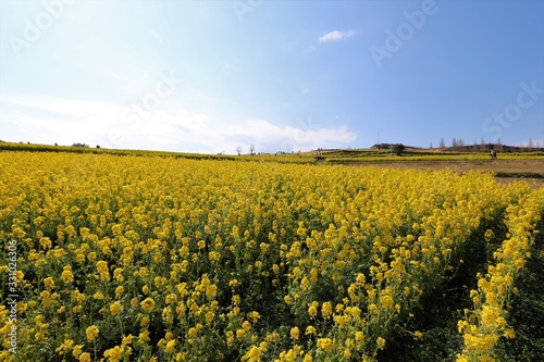 あわじ花さじき