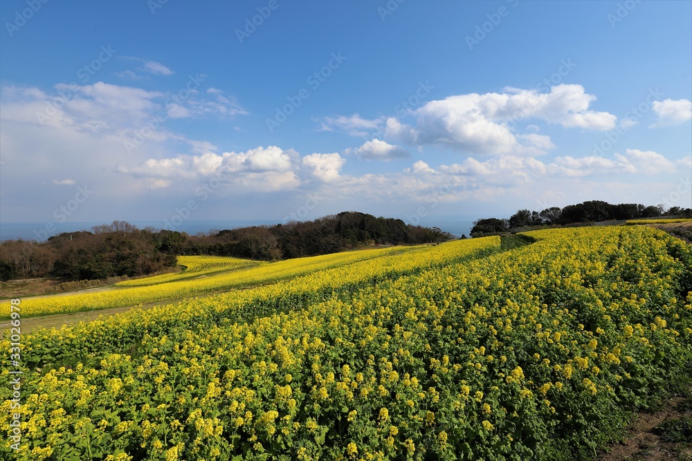 あわじ花さじき